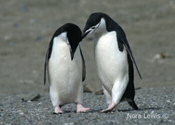 Chinstrap Penguins